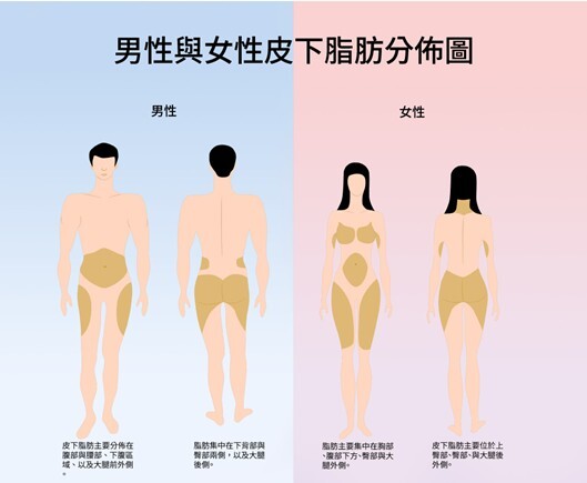 男女性皮下脂肪分佈圖