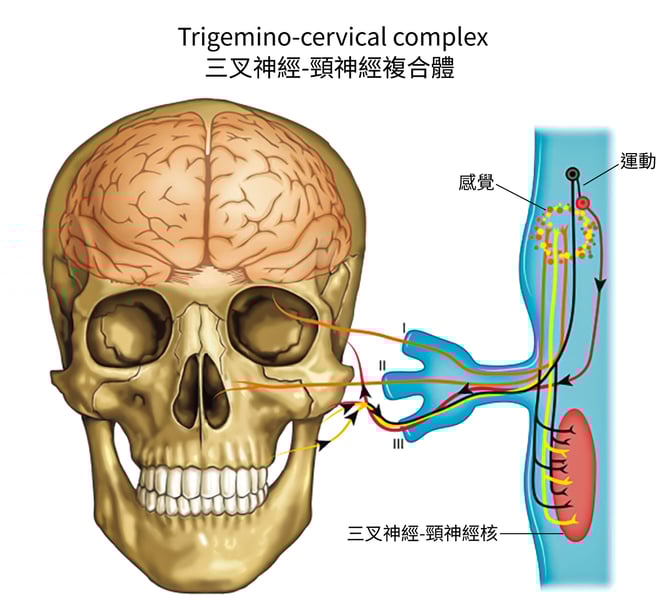 三叉神經-頸神經複合體_3