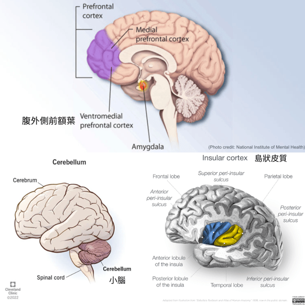 Ventrolateral prefrontal cortex