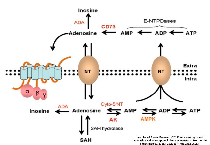 ATP-1