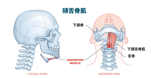 Hyoid suspension